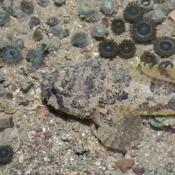 Threespine Frogfish, photo 5