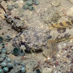 Threespine Frogfish, photo 6