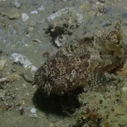 Threespine Frogfish, photo 7