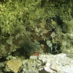 Threespine Frogfish, photo 8