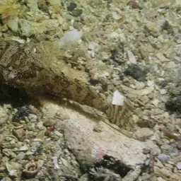 Threespine Frogfish, photo 9