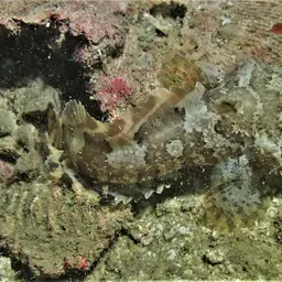 Threespine Frogfish, photo 10