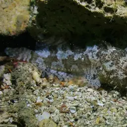 Threespine Frogfish, photo 11
