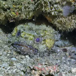Threespine Frogfish