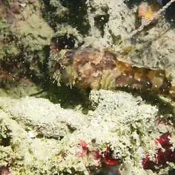 Threespine Frogfish, photo 12