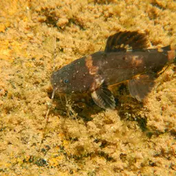 Bumblebee catfish, photo 2
