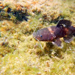 Bumblebee catfish, photo 3