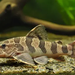 Bumblebee catfish