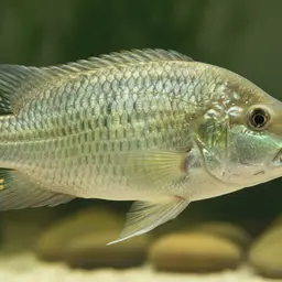 Giant Cichlid, photo 10