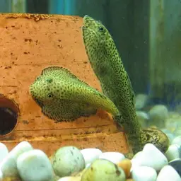 Chinese Hillstream Loach