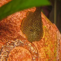 Chinese Hillstream Loach, photo 3