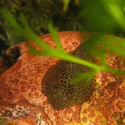 Chinese Hillstream Loach, photo 4