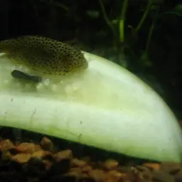 Chinese Hillstream Loach, photo 5