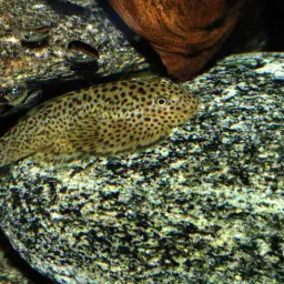 Chinese Hillstream Loach, photo 6