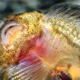 Chinese Hillstream Loach, photo 7