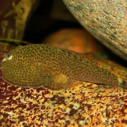 Chinese Hillstream Loach, photo 8