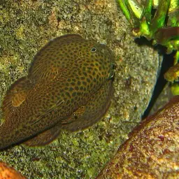 Chinese Hillstream Loach, photo 9
