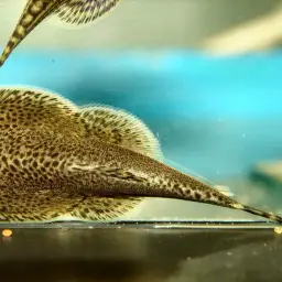 Chinese Hillstream Loach, photo 10
