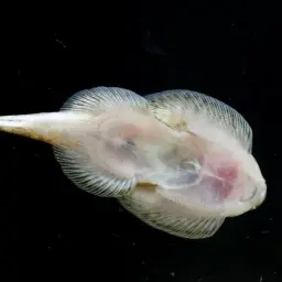 Chinese Hillstream Loach, photo 11