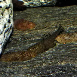Chinese Hillstream Loach, photo 12