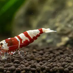 Bee shrimp