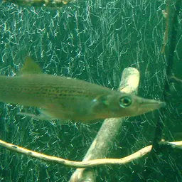 Pike killifish