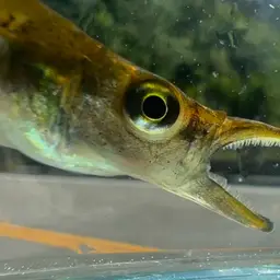 Pike killifish, photo 2