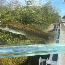 Pike killifish, photo 3