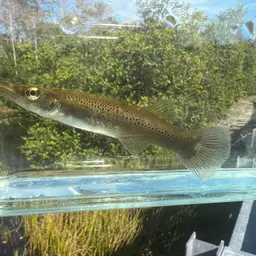 Pike killifish, photo 4