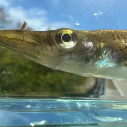 Pike killifish, photo 5