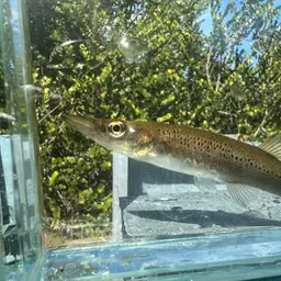 Pike killifish, photo 6