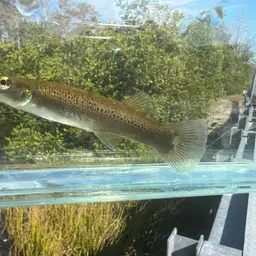 Pike killifish, photo 7