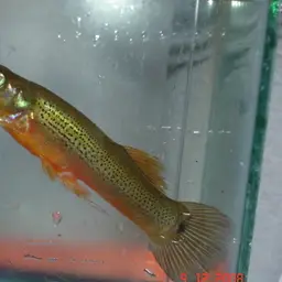 Pike killifish, photo 8
