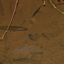 Pike killifish, photo 9