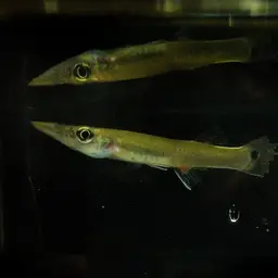 Pike killifish, photo 10