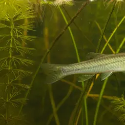 Pike killifish, photo 11
