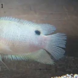 Java Combtail, photo 2