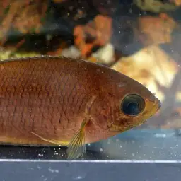 Java Combtail, photo 4