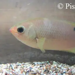 Java Combtail, photo 5