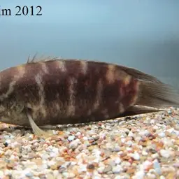 Java Combtail, photo 6