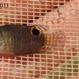 Java Combtail, photo 7