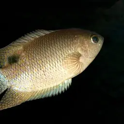 Java Combtail, photo 8