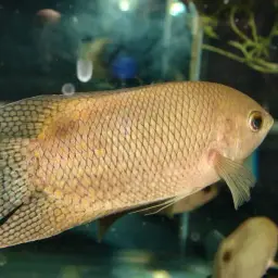 Java Combtail, photo 9