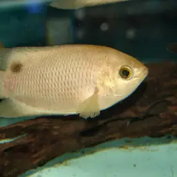 Java Combtail, photo 10