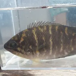 Java Combtail, photo 11