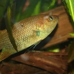 Combtail