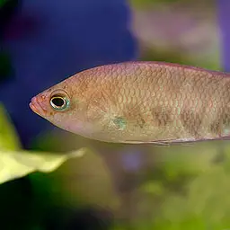 Combtail, photo 3
