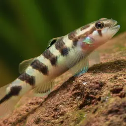 belted rockclimbing goby
