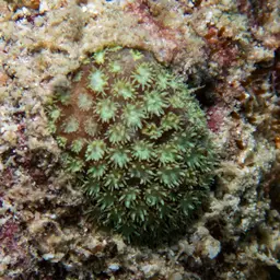 Anemone Coral, photo 2