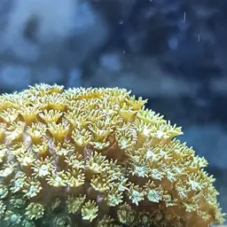 Anemone Coral, photo 3